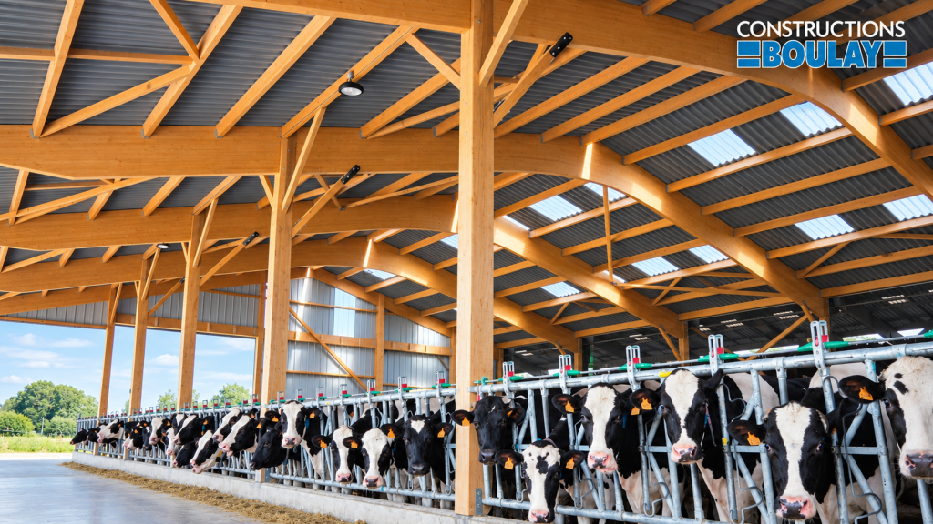 Bâtiment d’élevage bovin en charpente bois avec stabulation et espace de traite pour vaches laitières – Constructions BOULAY.
