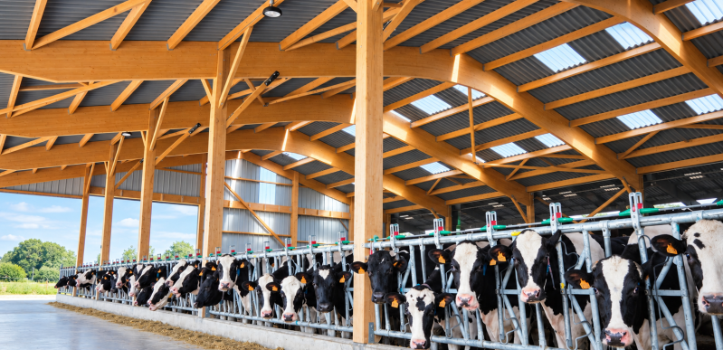 Bâtiment d’élevage bovin en charpente bois avec stabulation et espace de traite pour vaches laitières – Constructions BOULAY.