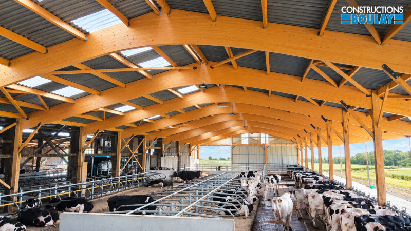Bâtiment d’élevage bovin en charpente bois avec stabulation et espace de traite pour vaches laitières – Constructions BOULAY.